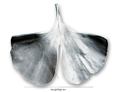 925/- Silber Ginkgoblatt Abdruck vom echten gr&uuml;nen Blatt